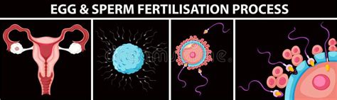Egg And Sperm Fertilisation Process Stock Vector Illustration Of