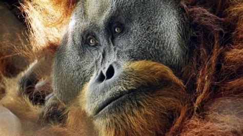 Worlds Rarest Great Ape Nexus Newsfeed