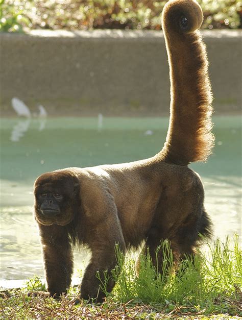 Macaco Barrigudo Primates Del Ecuador · Naturalista Colombia
