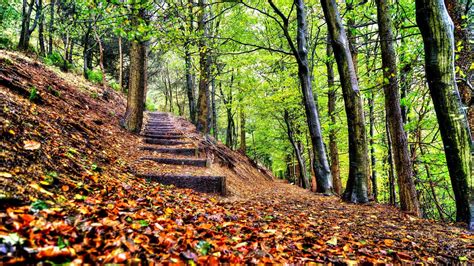 Nature Stairs Forest Wallpapers Hd Desktop And Mobile
