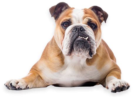 Please be sure you are aware of what it entails to own an english bulldog before you apply. Bulldog Rescue Network
