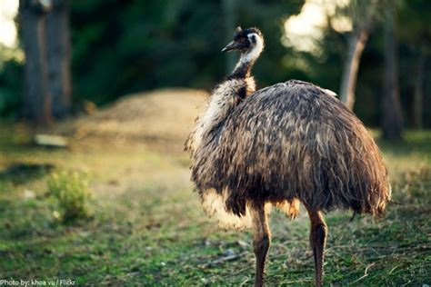 Interesting Facts About Emus Just Fun Facts