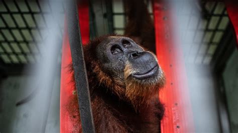 One Casualty Of The Palm Oil Industry An Orangutan Mother Shot 74