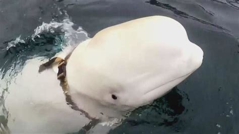 Say What Marine Experts Think This Beluga Whale May Be A Russian