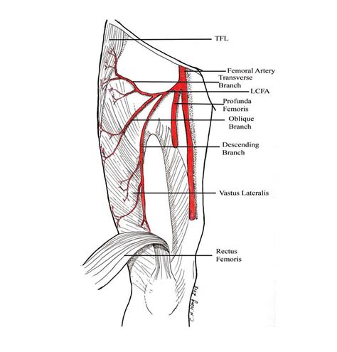 Cureo Variaciones Anatómicas De La Arteria Femoral Profunda Y Sus Ramas Implicaciones