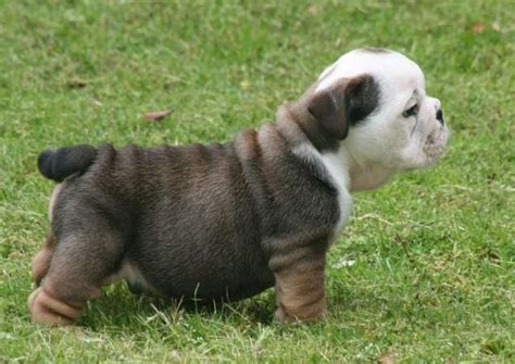 This dog is popular for gambling sports, where in bulldogs are match up to against a chained today, bulldogs are considered by many to be a quiet and lazy dog. 117 best Fat puppies
