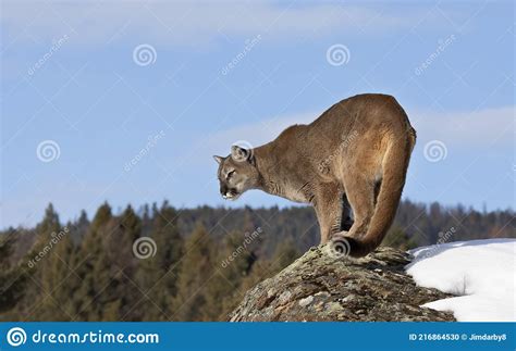 美洲狮或山狮美洲狮美洲狮在美国蒙大拿州冬季山顶 库存照片 图片 包括有 森林 美洲狮 室外 逗人喜爱 216864530