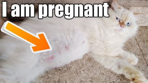 Persian Cat Pregnant Persian Cat Pregnancy Time Youtube