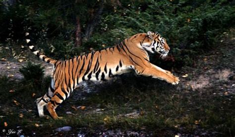 Jumping Tiger By Yair Leibovichfor My Tiger Lovers Felino
