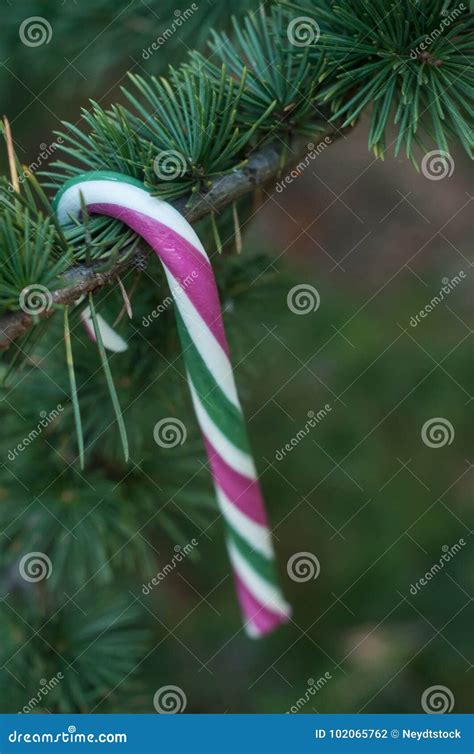 Candy Cane On Christmas Tree Stock Photo Image Of Traditional Food