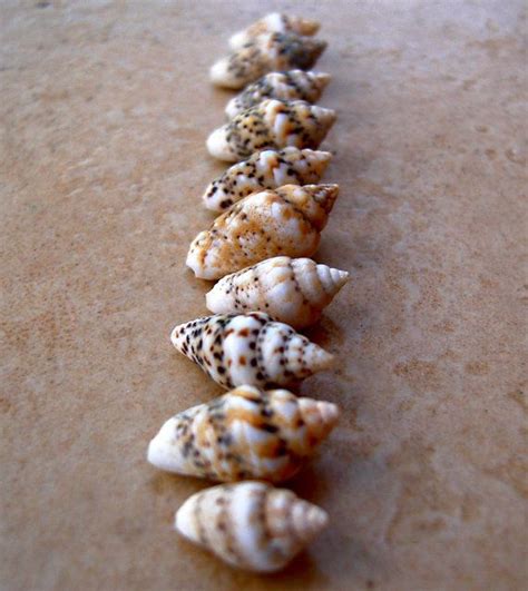Miniature Conch Shells Little Small Teeny Tiny Light Patterned Etsy