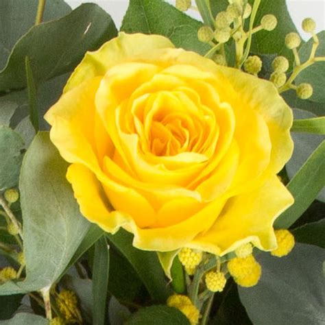 Dozen Long Stemmed Yellow Roses Cottonbuds Florist St Neots