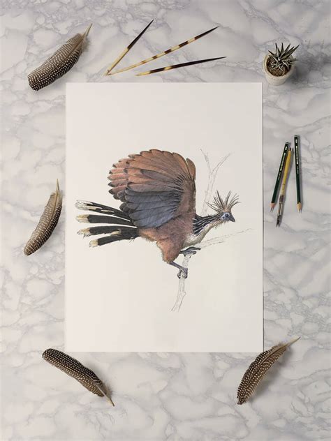 Hoatzin Print By Ben Rothery Illustrator
