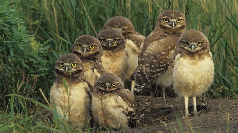 1920x1080 1920x1080 Birds Owls Set Grass Wallpaper 