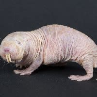 Naked Mole Rat Mbti Stereotypes Infj Or Infp My Xxx Hot Girl