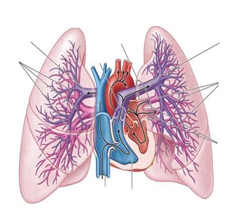 Pulmonary Circulation Anatomy Diagram Quizlet