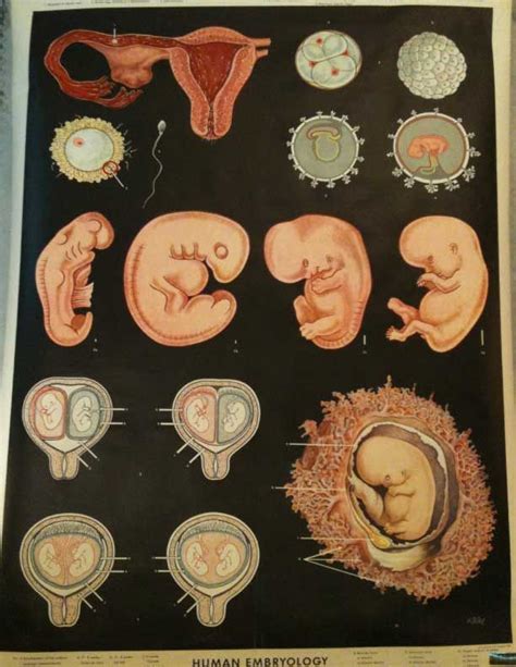 Human Embryology Biology Art Human Art Biology Projects