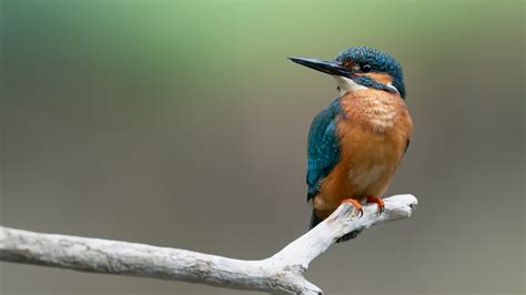 Common Kingfisher Bird On Tree Branch In Blur Background Hd Birds