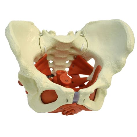 Modelo Anatómico De Pelvis A276 RÜdiger Anatomie De Formación