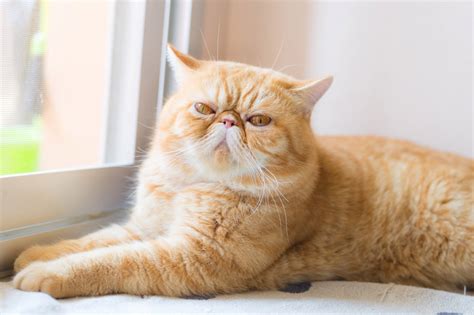 Breaking Stereotypes These Smushed Face Cats With Flat Faces Will Melt
