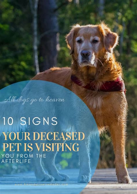 Dog petting photoshops refer to images popular on /r/me_irl and elsewhere in which pictures are photoshopped such that an image of a hand petting a dog's head is superimposed on an image of a person, making it appear that that person is petting the dog. 10 Signs Your Pet Is Visiting You From The Afterlife | Pet ...