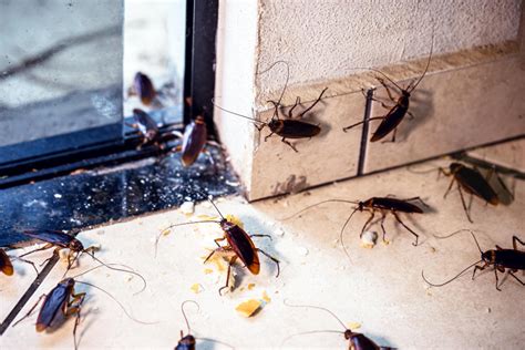 Unwanted House Guests The Ultimate Guide To Dealing With Cockroaches Pestexpro