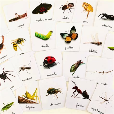 Insectes Et Arachnides Montessori Simplement