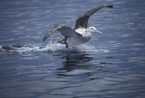 Wandering Albatros Sub Adult Landing On Water Available As Framed
