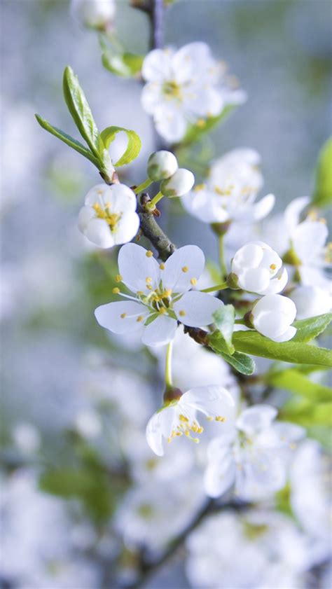 Download bright white flower wallpaper from the above hd widescreen 4k 5k 8k ultra hd resolutions for desktops laptops, notebook, apple iphone & ipad, android mobiles & tablets. Download White Flower Iphone Wallpaper Gallery