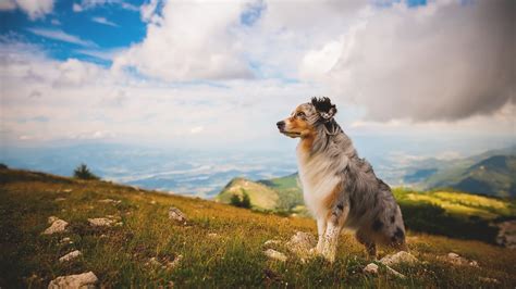 Wallpaper Cloud Sky Plant Dog Breed Carnivore Collie Natural