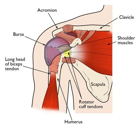Shoulder Ligamenttendon Strain Orchard Health Clinic Osteopathy