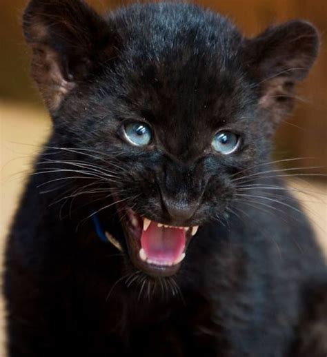 Baby Black Panther I Love Panthers Pinterest Cats Baby Panther