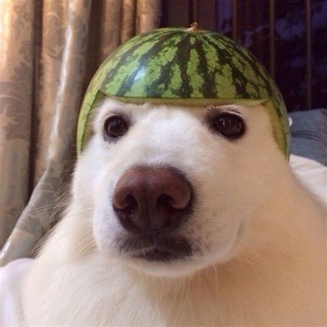 Samoyed Wearing A Watermelon Cute Dogs Funny Animals Funny Animal