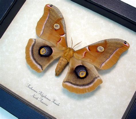 Antheraea Polyphemus Female Polyphemus Silkmoth Real Framed Moth