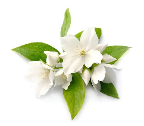Jasmine Flower Infusion Lush United Arab Emirates