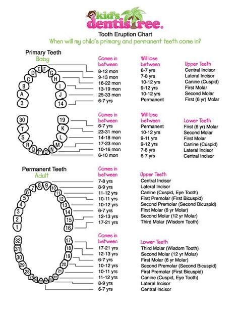 Kids Dentistree Tooth Eruption Chart Teeth Eruption Chart Teeth