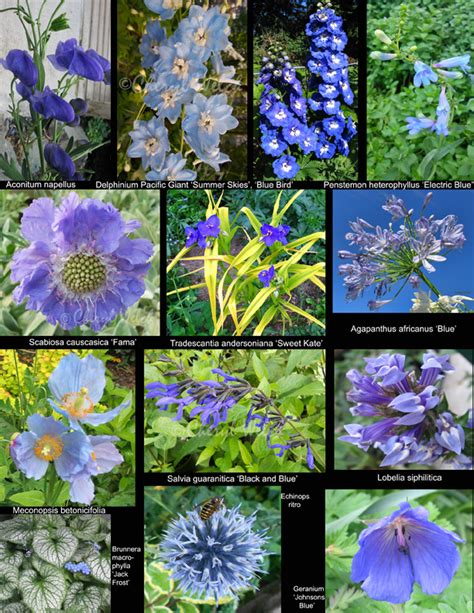 My Petal Press Garden Blog Perennial Blue Flowers
