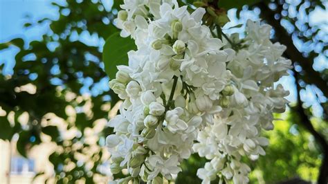 White Flowers Bloom Free Photo On Pixabay Pixabay