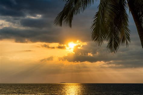 3840x2160 Tropical Palm Tree Beside Sunset Ocean 5k 4k Hd