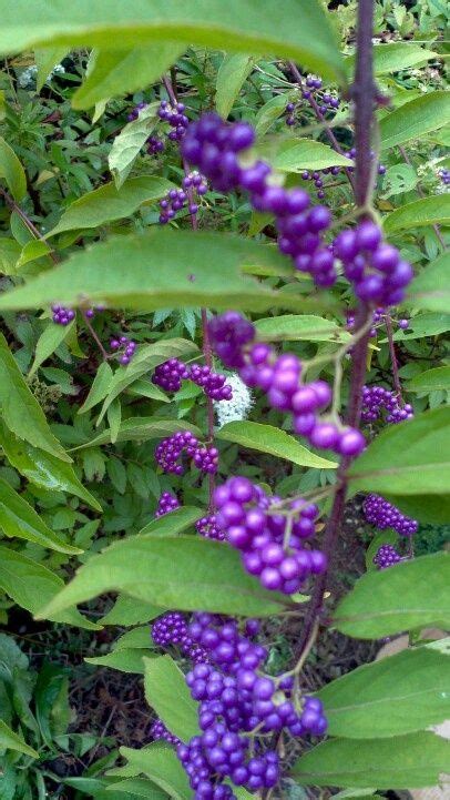 Final removal of the cherokee indians from georgia in 1838; purple berries - in Georgia ,we call them Beauty Berries ...