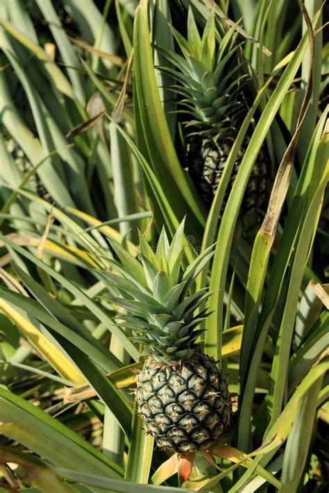 2579 Pineapple Plant Tropical Fruit Growing Farm Stock Photos Free