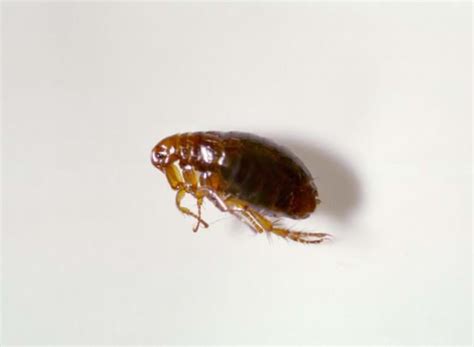 Fleas 101 Information On Types Of Fleas And Flea Control