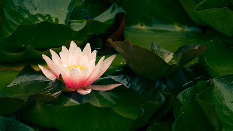 Download Wallpaper 3840x2160 Water Lily Flower Petals Leaves Pink