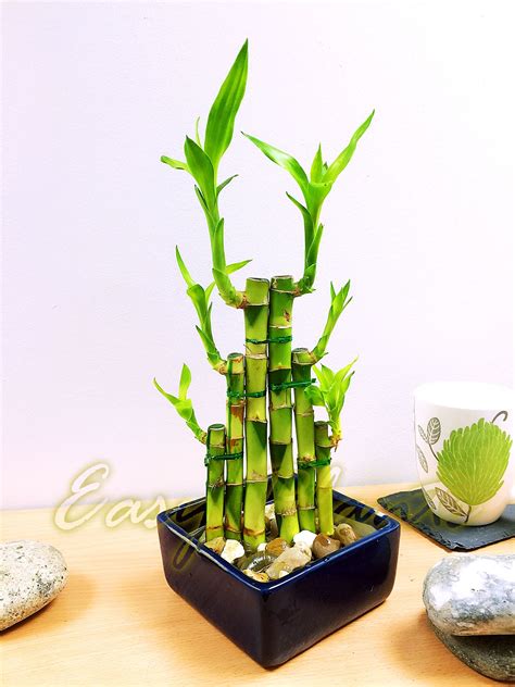 1 Lucky Bamboo Ribbon Plant Evergreen Indoor Bonsai In Ceramic Pot For