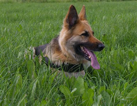 Free Images Training Rest German Shepherd Pets Vertebrate Tired