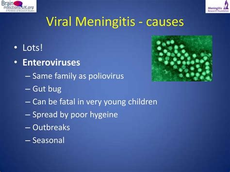 Viral Meningitis A Real Pain In The Neck By Dr Fiona Mcgill Ppt