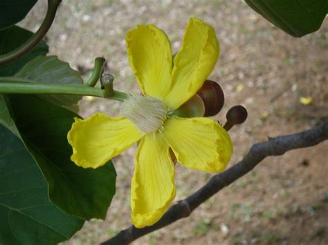 Bunga Pokok Simpoh Dillenia Suffruticosa Griff Ex Hookf Flickr
