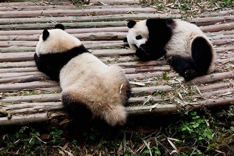 Giant Panda Pooping Flickr Photo Sharing