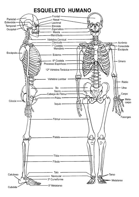 Osteologia Do Esqueleto Axial E Apendicular