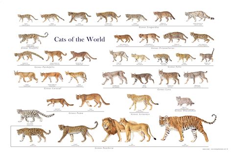 Comparing Cats A Discussion Of Similarities And Differences Between Felids